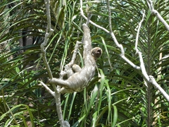 Bradypus variegatus tapajoensis