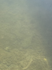 Paralichthys californicus