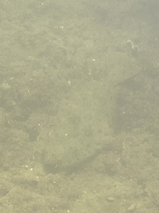 Paralichthys californicus