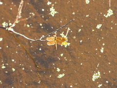 Perithemis icteroptera