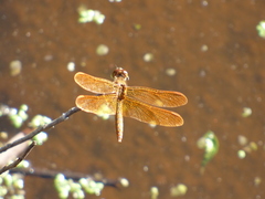 Perithemis icteroptera