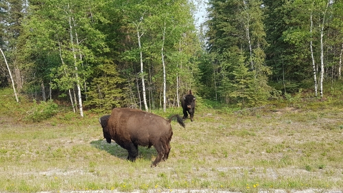 American bison