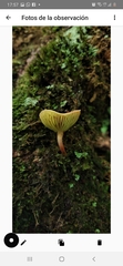 Phylloporus phaeoxanthus simplex