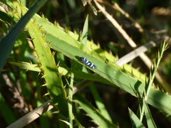 Balacha melanocephala
