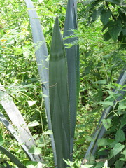 Agave rhodacantha