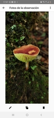 Phylloporus phaeoxanthus simplex