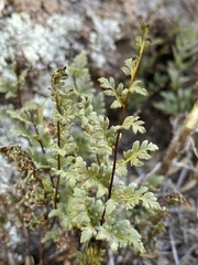 Myriopteris wrightii