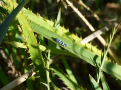 Balacha melanocephala