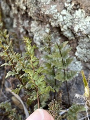 Myriopteris wrightii