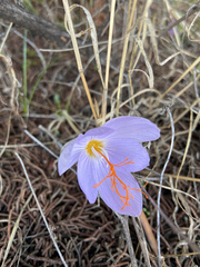 Crocus tournefortii