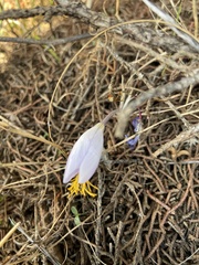 Crocus tournefortii