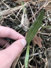 Lithospermum occidentale
