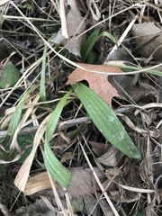 Lithospermum occidentale