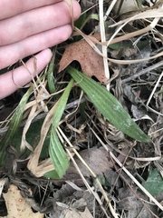 Lithospermum occidentale