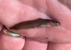 Noturus leptacanthus