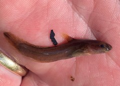 Noturus leptacanthus