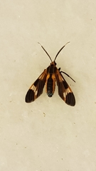 Dycladia