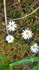 Celmisia laricifolia