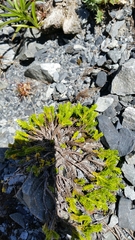 Veronica tetrasticha