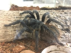 Lasiodora