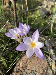 Crocus laevigatus