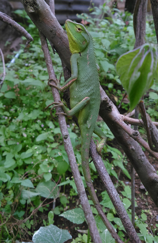 Calotes jerdoni
