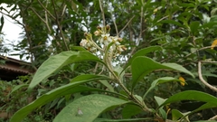 Solanum umbellatum