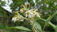 Solanum umbellatum