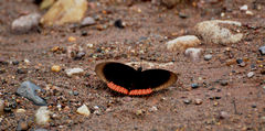Biblis hyperia nectanabis