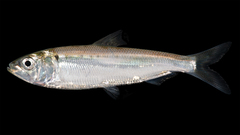 Alosa sapidissima