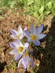 Crocus laevigatus