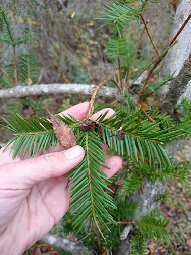 Florida nutmeg (Torreya taxifolia)