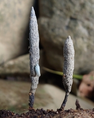 Xylaria kegeliana