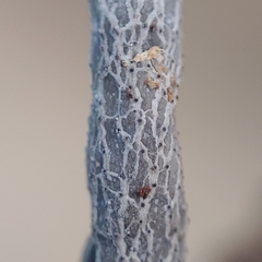 Xylaria kegeliana