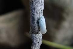 Xylaria kegeliana