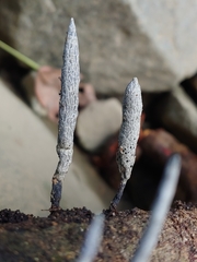 Xylaria kegeliana