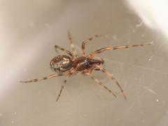 Enoplognatha mandibularis