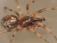 Enoplognatha mandibularis