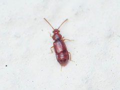Hypopycna rufula