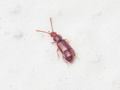 Hypopycna rufula