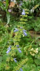 Salvia longispicata