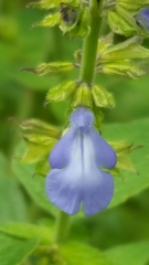 Salvia longispicata