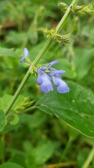 Salvia longispicata