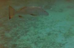 Lutjanus cyanopterus