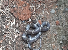 Leptodeira nigrofasciata