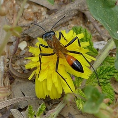 Podalonia tydei