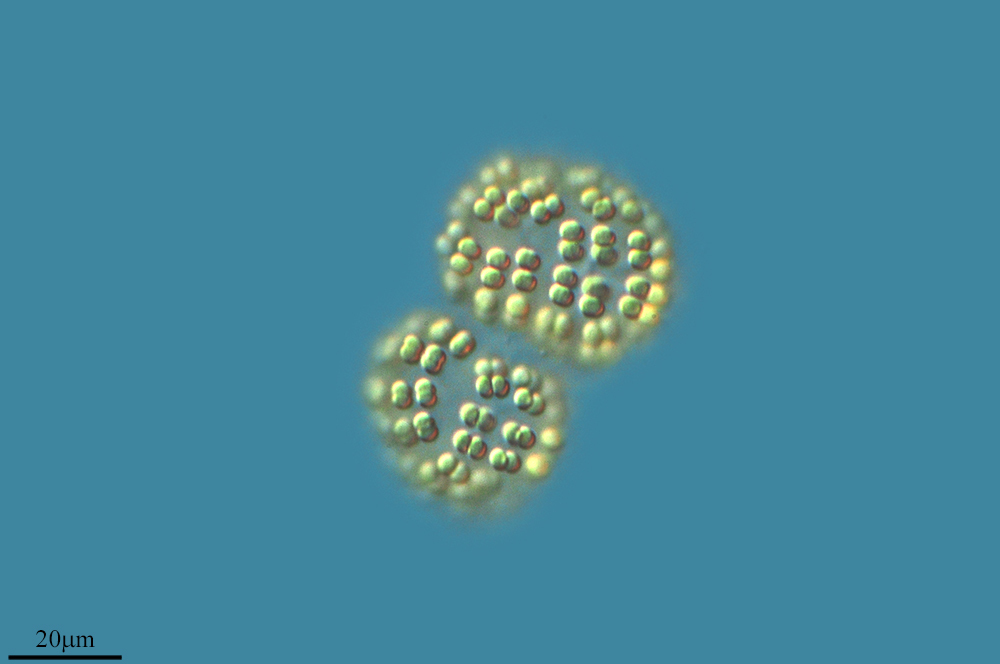 Synechococcales