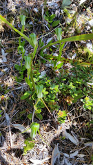 Pterostylis oliveri