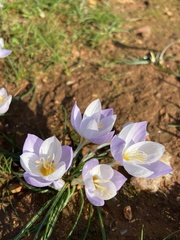 Crocus laevigatus