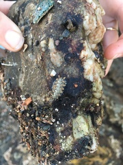 Acanthochitona avicula